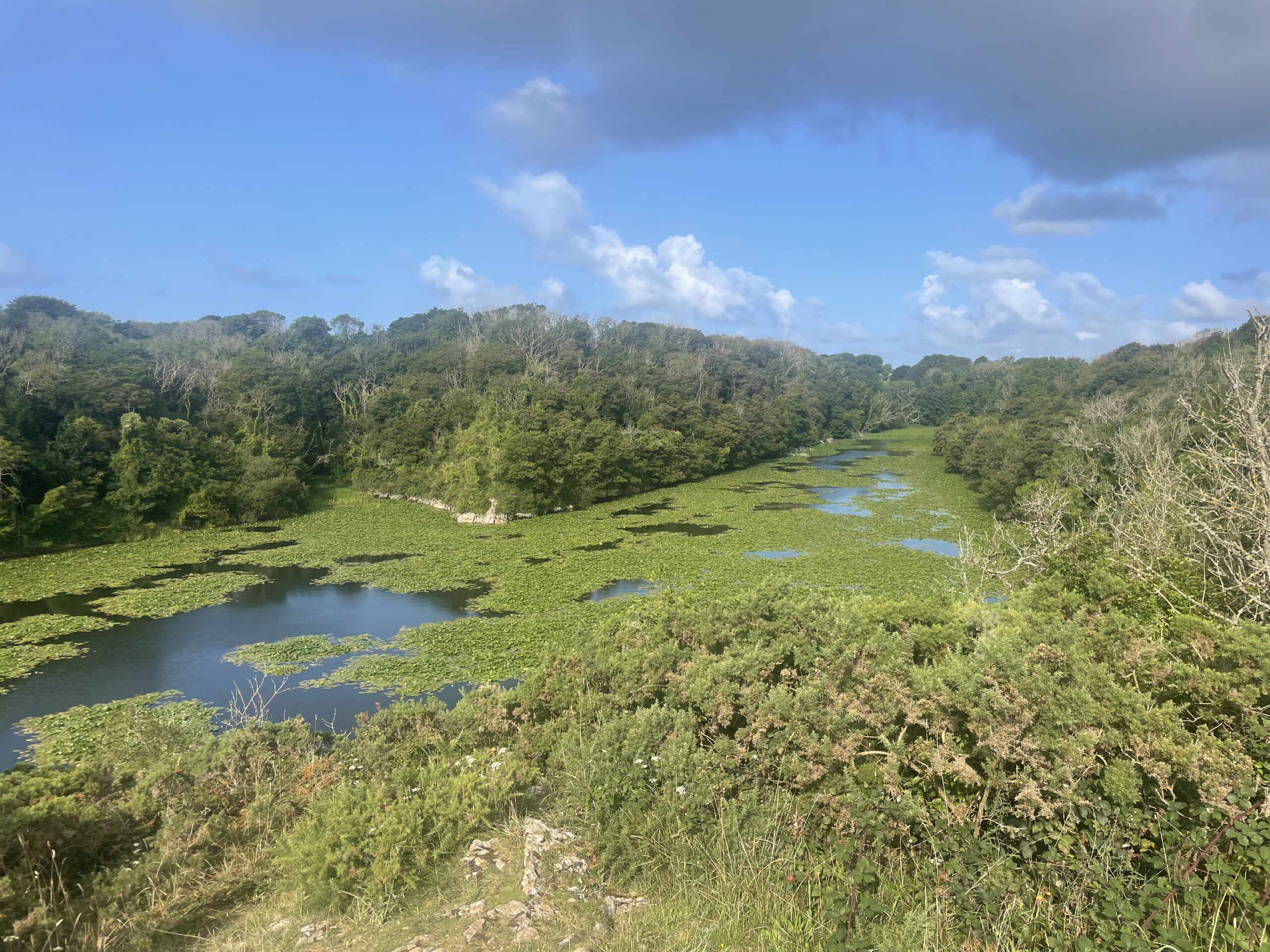 Reflections on Biodiversity Net Gain: One year of mandatory implementation