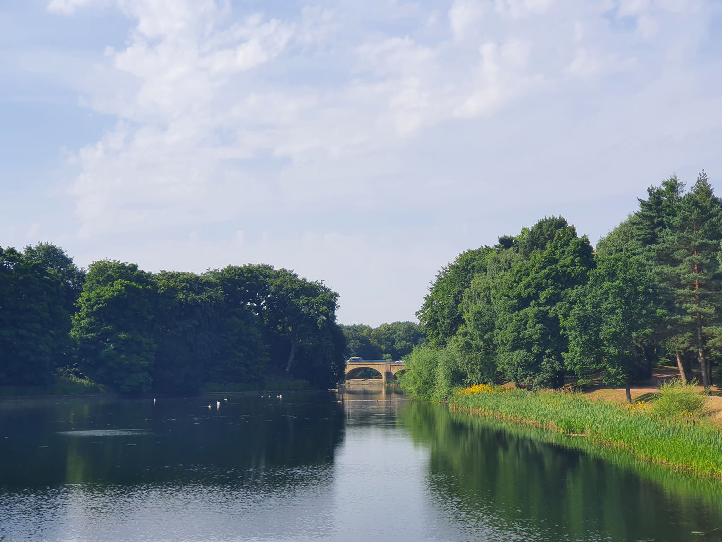 The power of trees: Helping us adapt and thrive in a changing climate