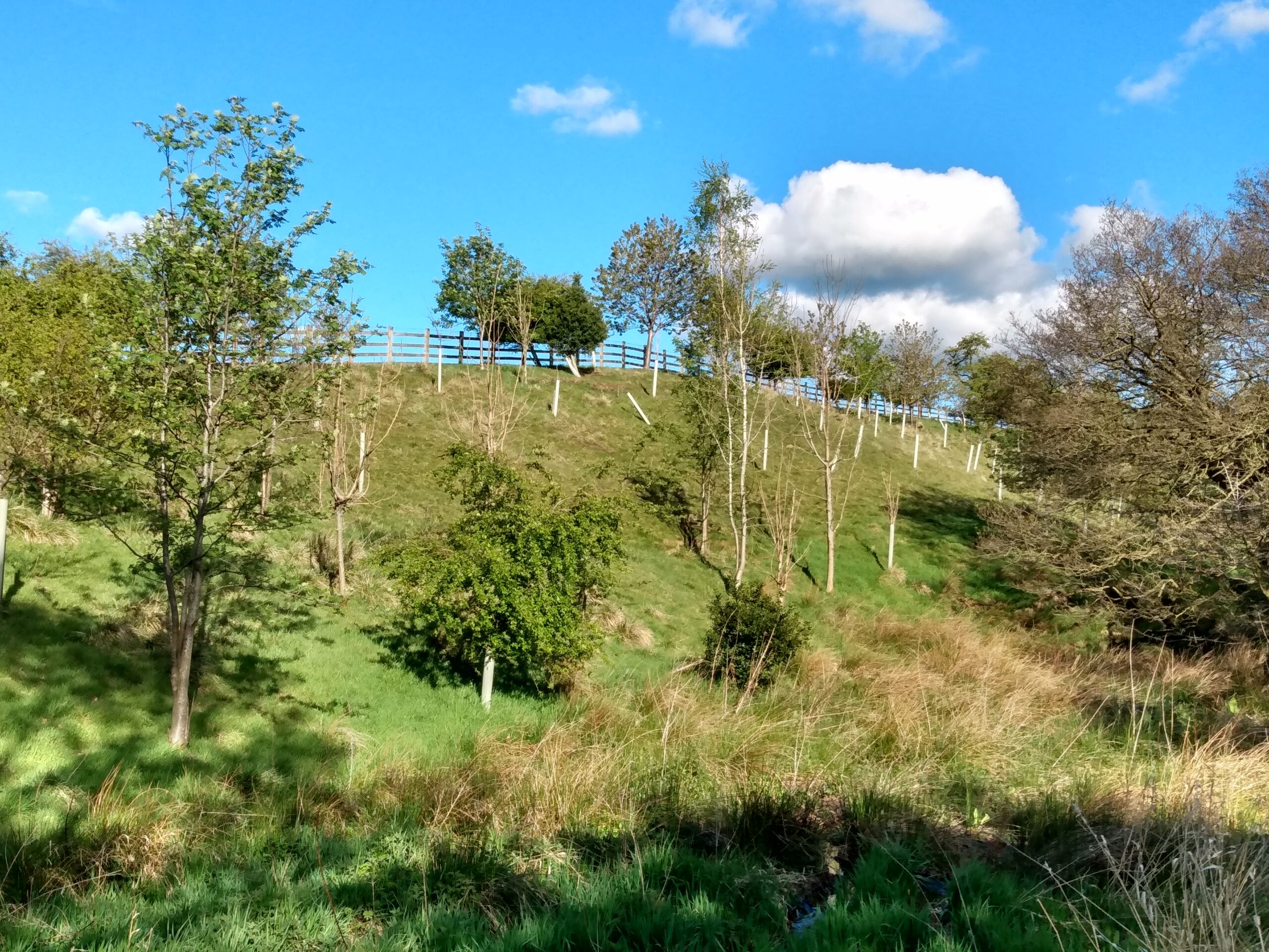 Woodland and tree management 