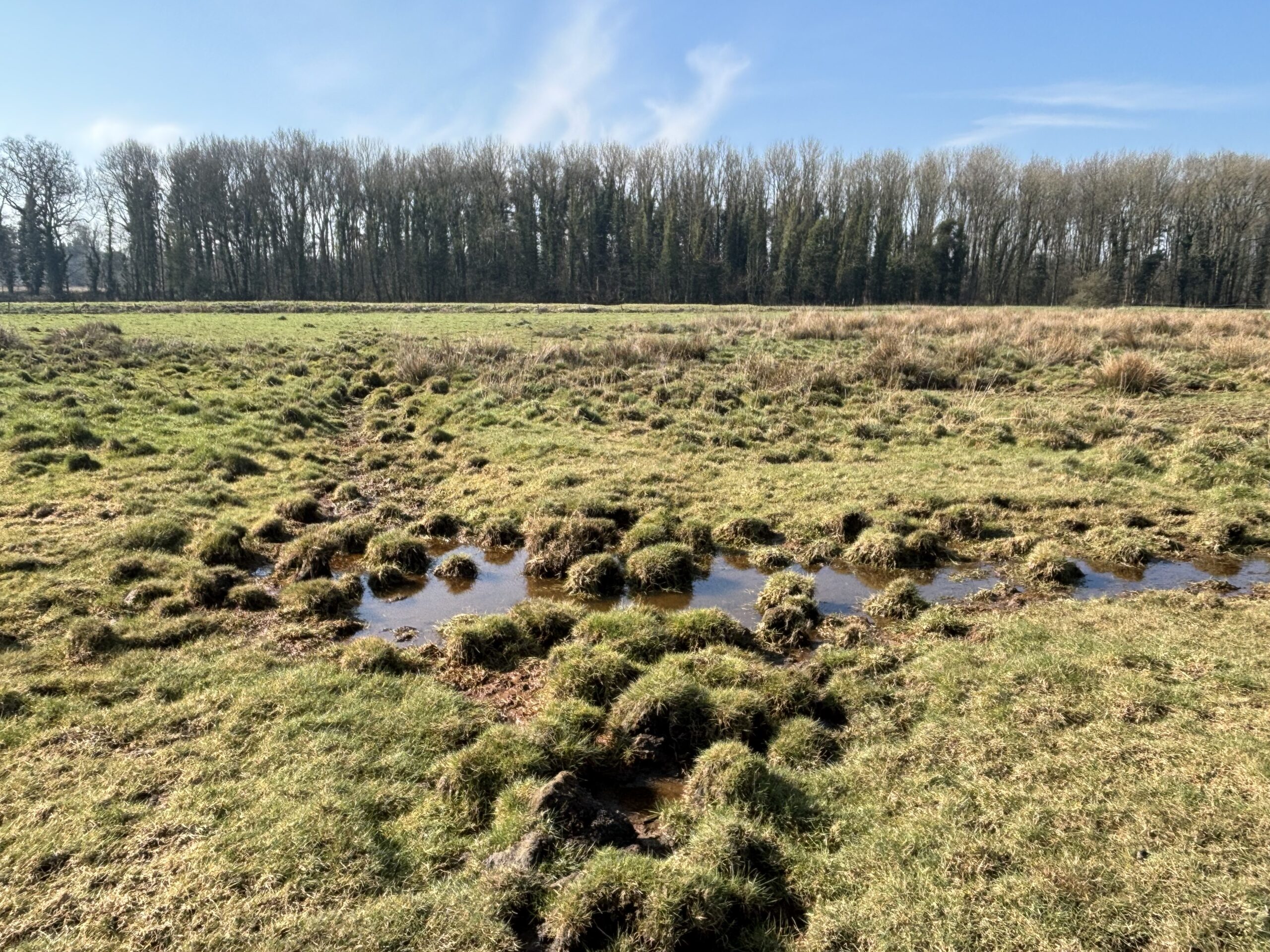 Pasturefields ecohydrology review: Safeguarding Britain's only natural inland saltmarsh 