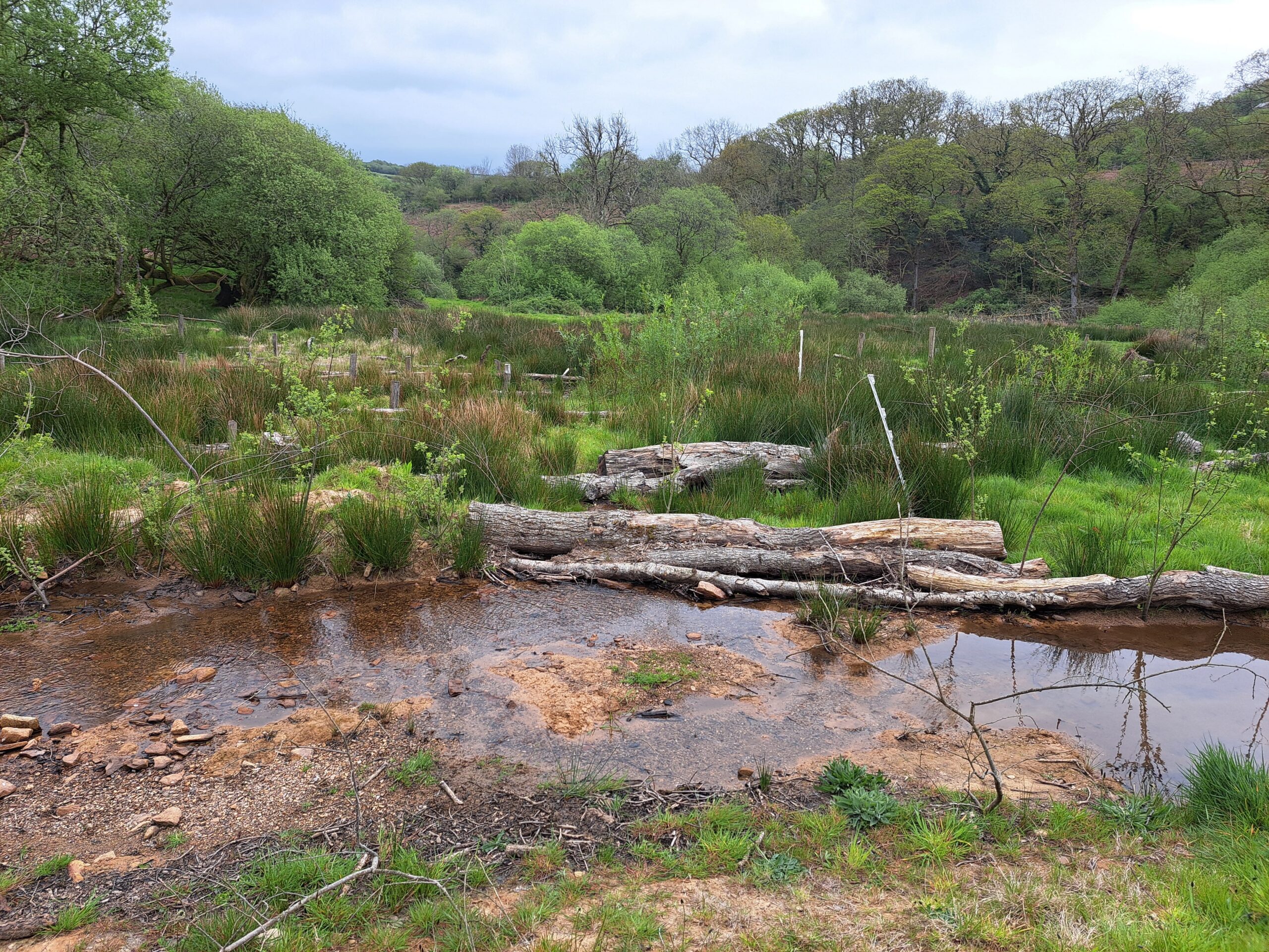 Re-wetting the landscape at Tattiscombe, North Devon