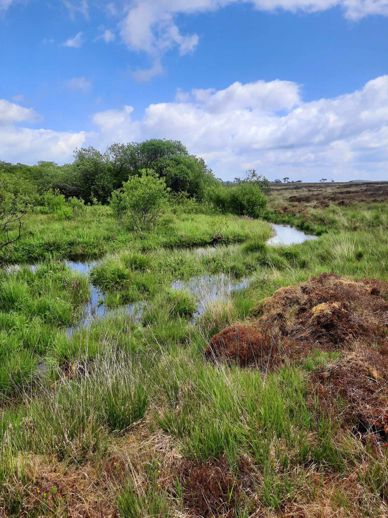 New GOV.UK handbook on Nature-based Solutions for Water Resources launches